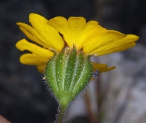 Harmonia stebbinsii