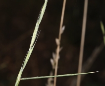 Elymus stebbinsii