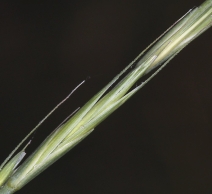 Elymus stebbinsii