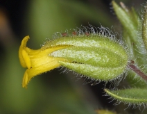 Mimetanthe pilosa