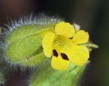 Mimetanthe pilosa