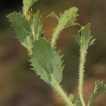 Hazardia whitneyi var. discoidea