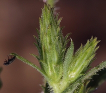 Hazardia whitneyi var. discoidea