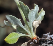 Eriogonum umbellatum var. smallianum
