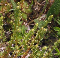 Sedum radiatum