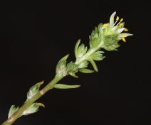 Sedum radiatum