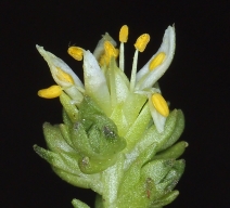 Sedum radiatum