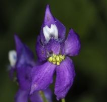 Delphinium nuttallianum