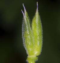 Delphinium nuttallianum