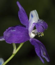 Delphinium nuttallianum
