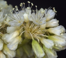 Eriogonum compositum