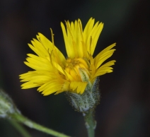 Hieracium bolanderi