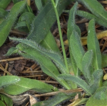 Hieracium bolanderi