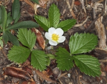 Fragaria virginiana