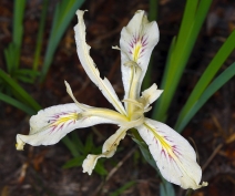 Iris macrosiphon