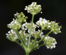 Ligusticum apiifolium