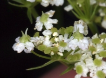 Ligusticum apiifolium