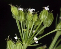 Ligusticum apiifolium