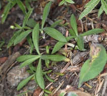 Silene lemmonii