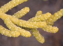 Allenrolfea occidentalis