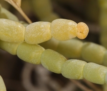 Allenrolfea occidentalis