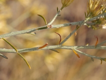 Ericameria nauseosa