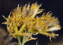 Ericameria nauseosa var. oreophila