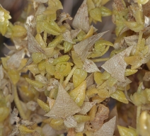 Stutzia covillei