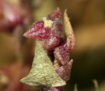 Stutzia covillei