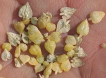 Stutzia covillei