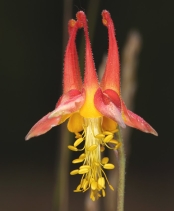 Aquilegia shockleyi