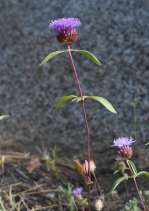 Monardella breweri