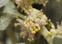 Atriplex confertifolia