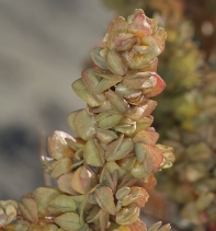 Atriplex confertifolia