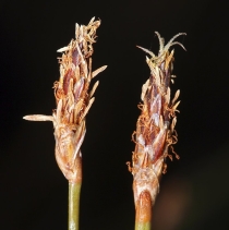 Eleocharis rostellata
