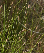 Eleocharis rostellata
