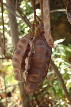 Albizia lophantha