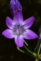 Triteleia bridgesii