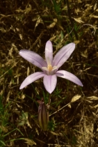 Brodiaea coronaria