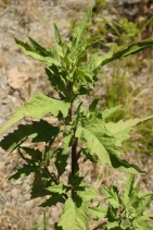 Dysphania ambrosioides