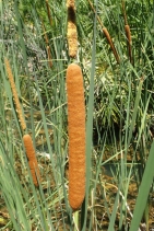 Typha domingensis