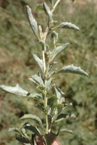Atriplex semibaccata