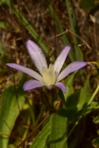Brodiaea pallida