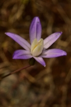 Brodiaea pallida