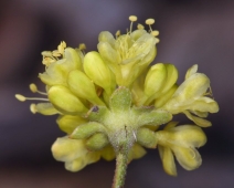 Eriogonum umbellatum var. subaridum