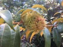 Chrysolepis chrysophylla var. minor