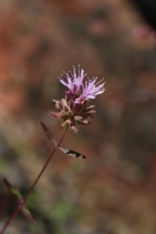 Monardella follettii