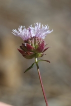 Monardella follettii