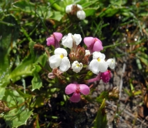 Triphysaria eriantha ssp. rosea