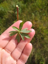 Sidalcea oregana
